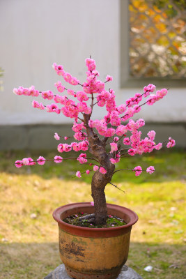 杭州植物园盆摘园的梅花