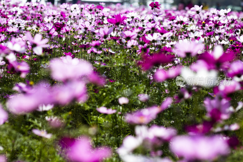 格桑花 格桑梅朵 幸福花