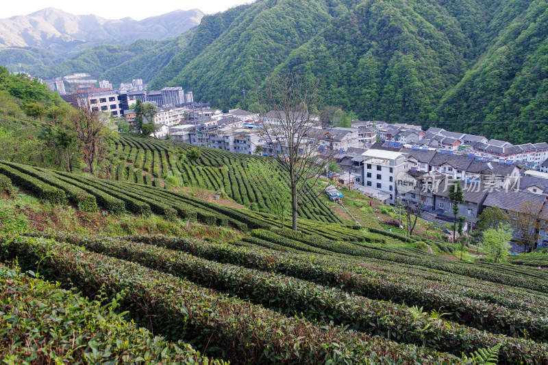 春天绿色茶园梯田