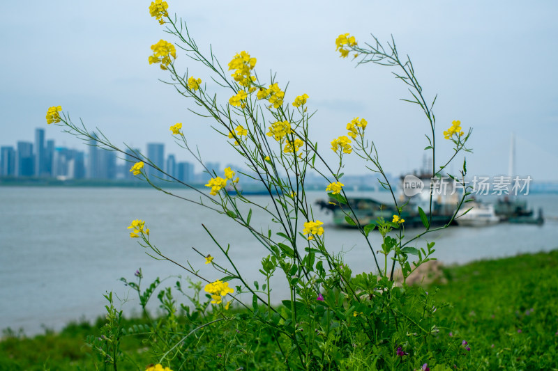 水边绿地盛开的黄色花朵与城市远景