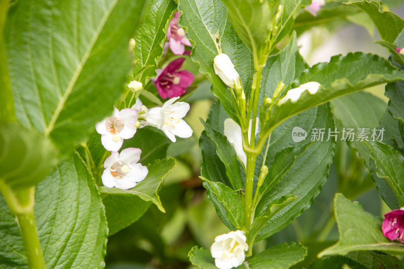 春天绿叶间白色粉色锦带花盛开