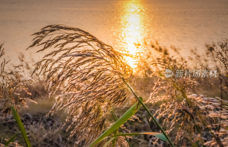 夕阳下河边芦苇荡自然风景