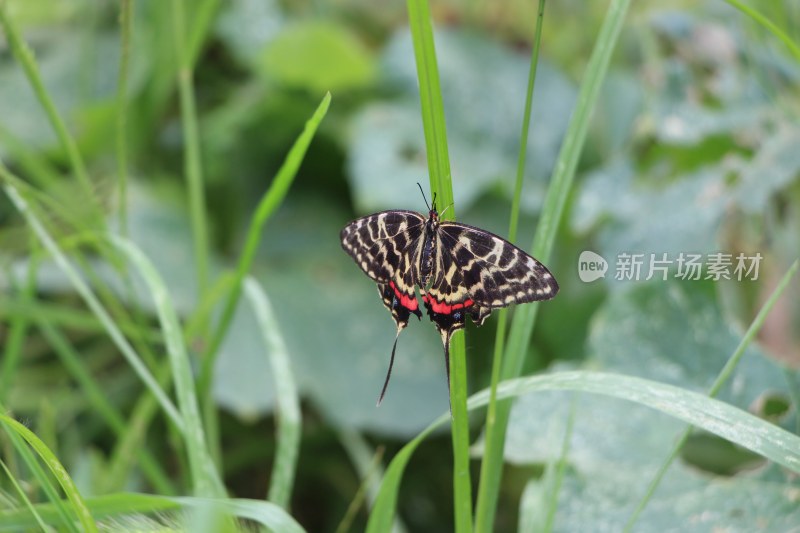 美丽蝴蝶昆虫