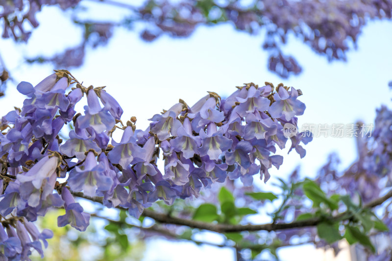 天津春季紫色风铃花