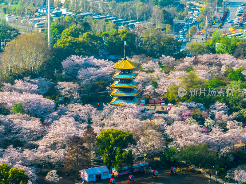 湖北武汉春季白天东湖樱花园航拍风光