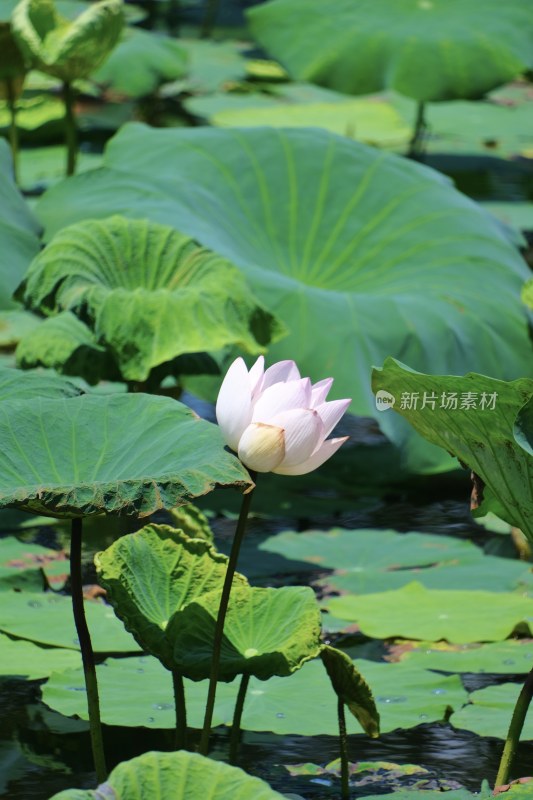 厦门南普陀荷花特写