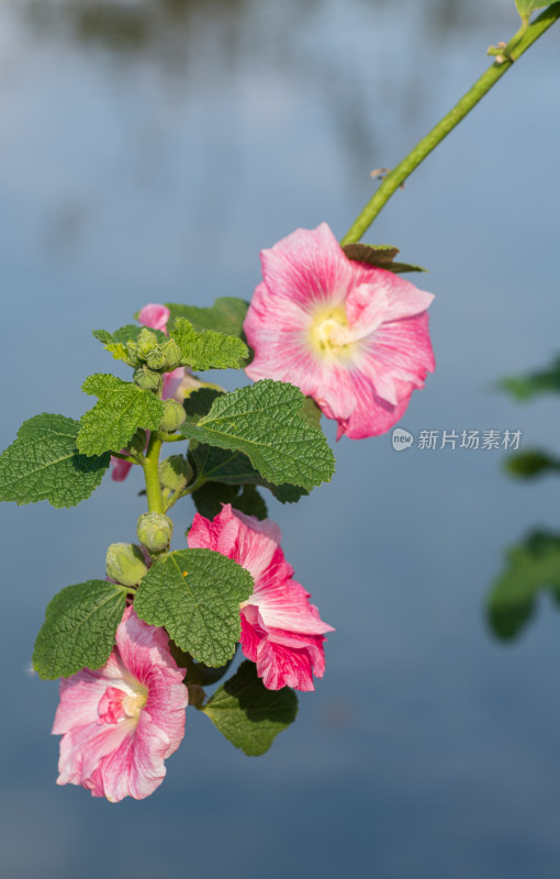 粉红蜀葵花朵特写