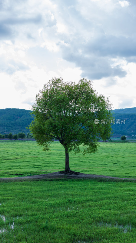 丽江拉市海湿地公园夏末风光茶马古道风景