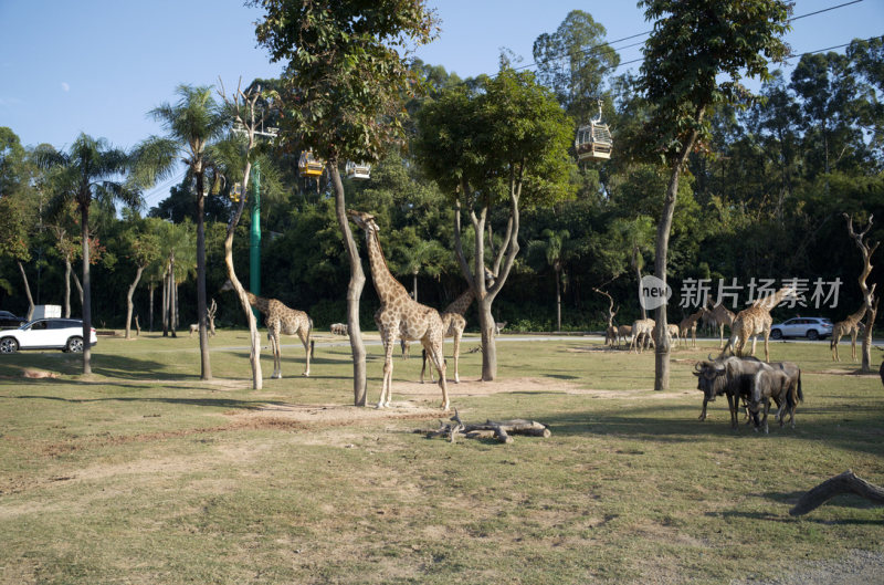 广州长隆动物园自驾游
