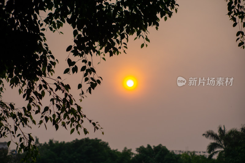 夕阳余晖下的树枝剪影