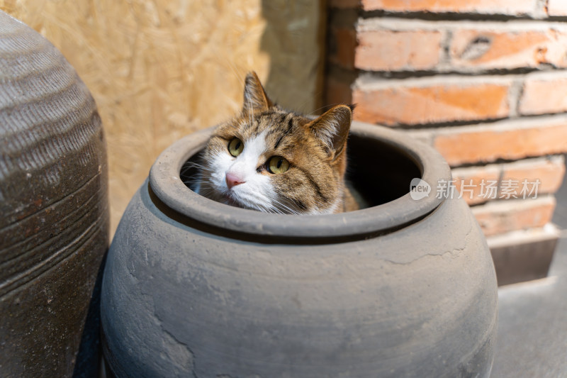 猫躲在缸子里张望小心翼翼安全感