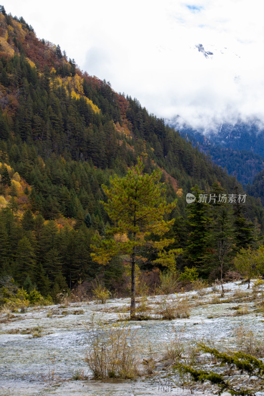 九寨沟珍珠滩流水中的树