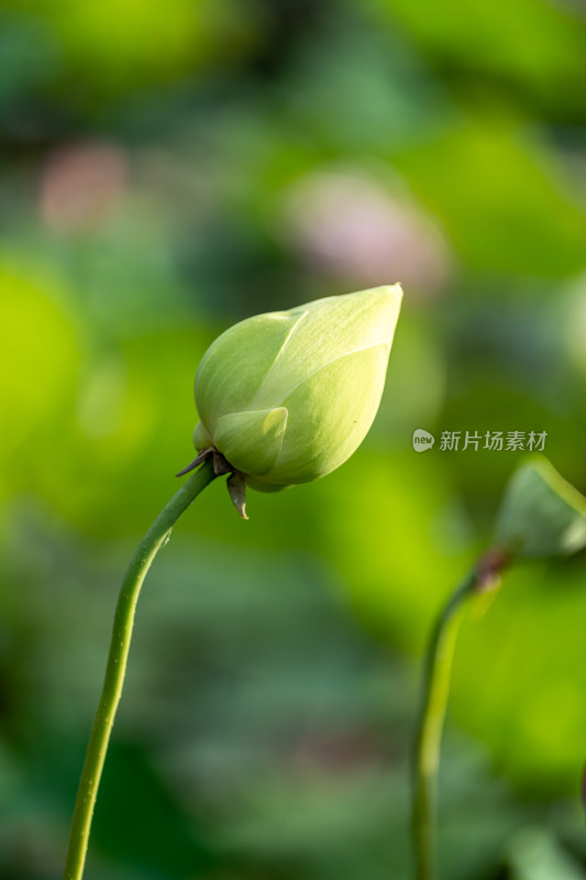 夏天荷花盛开特写