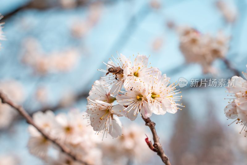 春季盛开的樱花