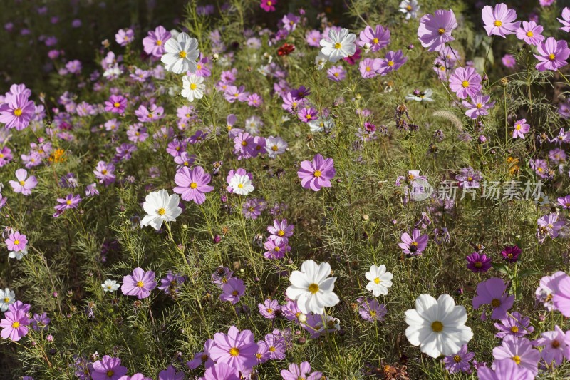 盛开的格桑花花海