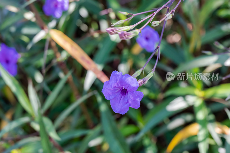 路边，盛开的蓝花草特写