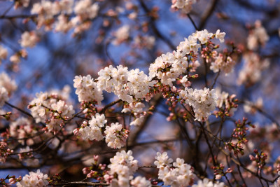 春天樱花盛开特写