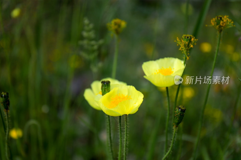 春天虞美人黄色野花盛开