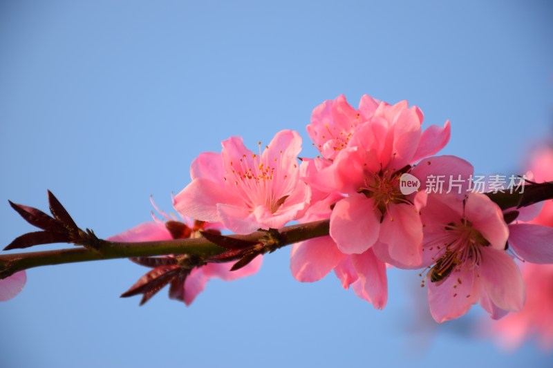 特写粉色桃花花朵