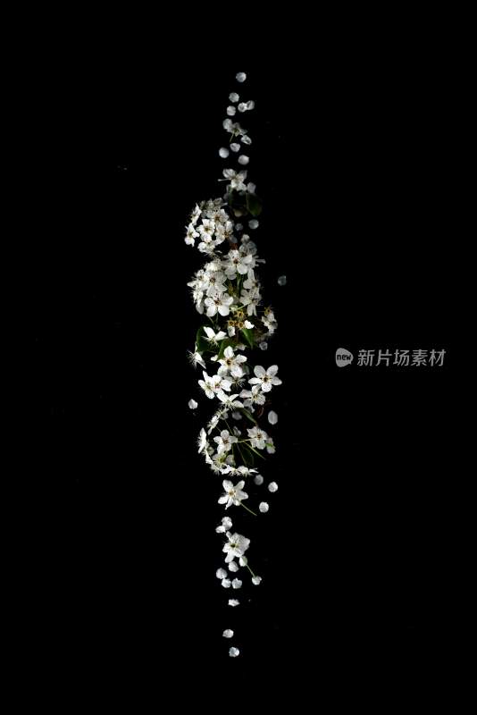 鲜花梨花盛开