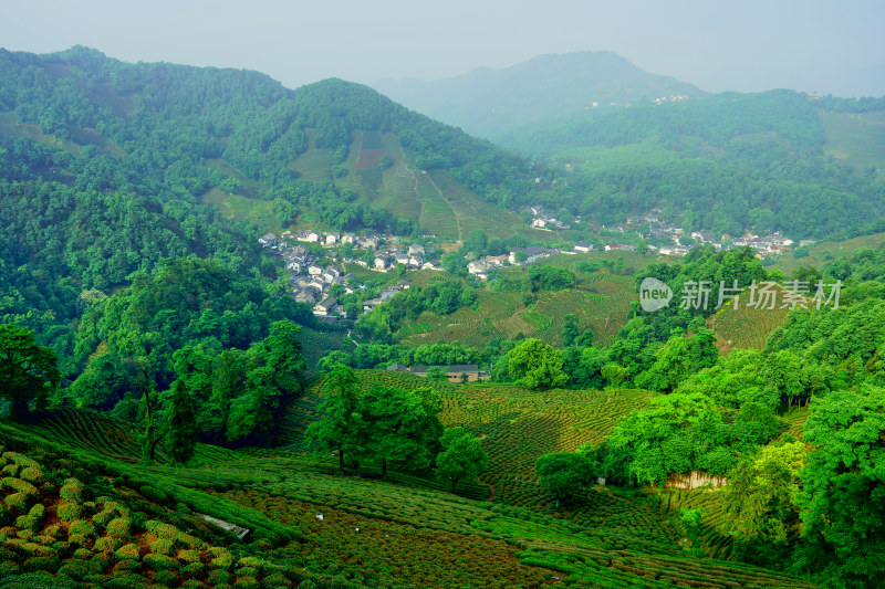 浙江杭州龙井村