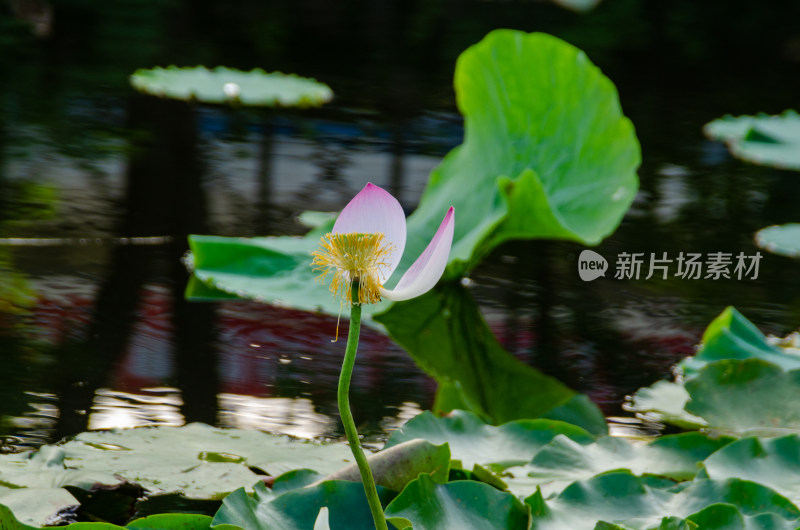 池塘中的残荷