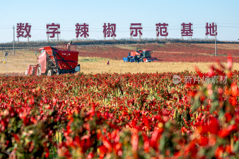 5G数字辣椒种植基地丰收航拍