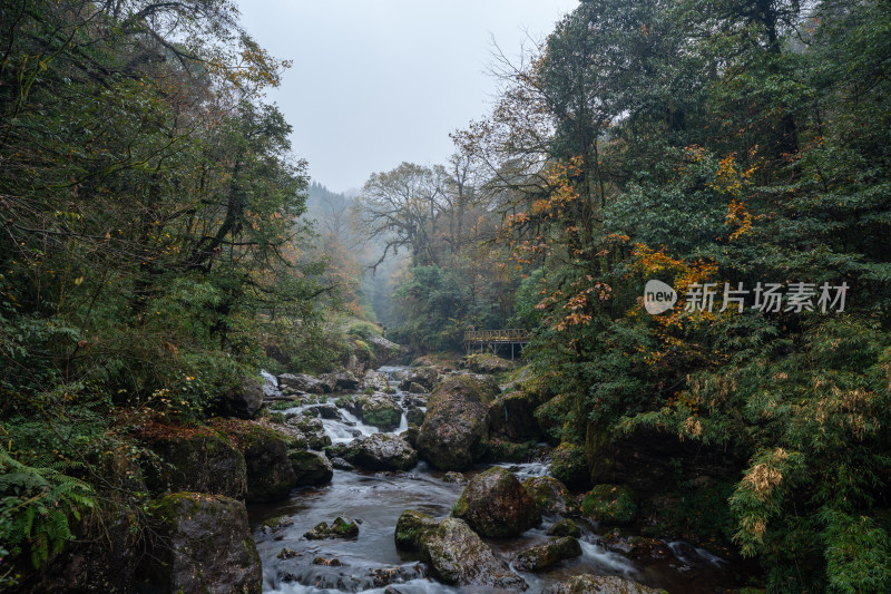 四川雅安龙苍沟山林溪流秋景