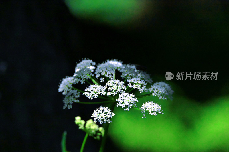 夏塔新疆伊犁草原的牛马和风