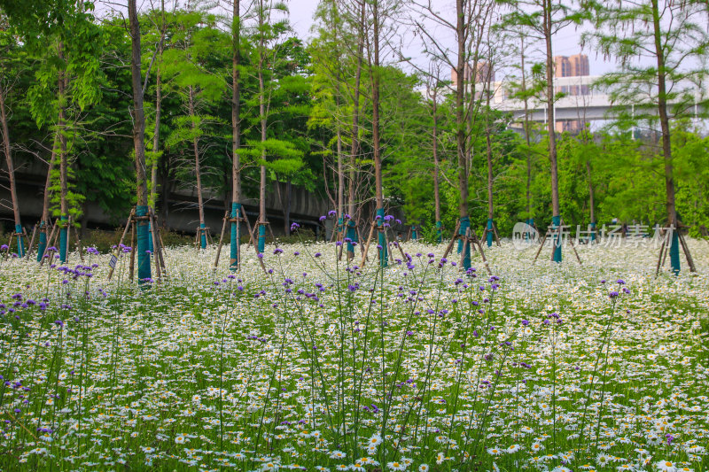 武汉龙阳湖公园内部布局标志建筑全景