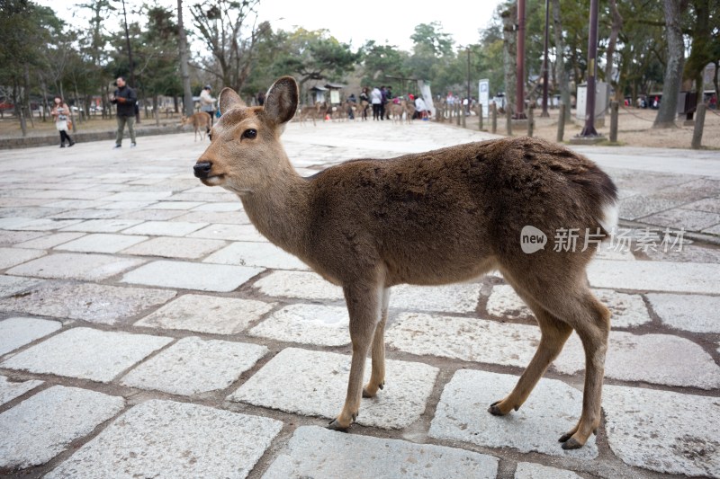 日本奈良东大寺