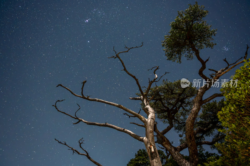 海南五指山热带雨林国家森林公园星空流星