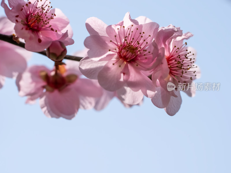 春暖花开粉红色梅花开放自然风景特写