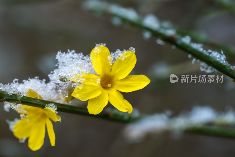 春天雪中的迎春花