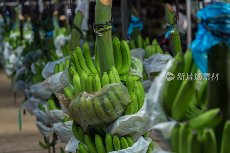 香蕉加工工厂