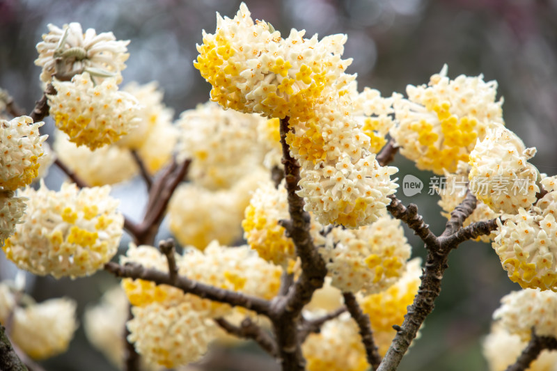 春天黄色结香花枝头绽放