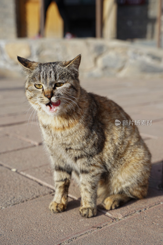 狸花猫在院子中休息