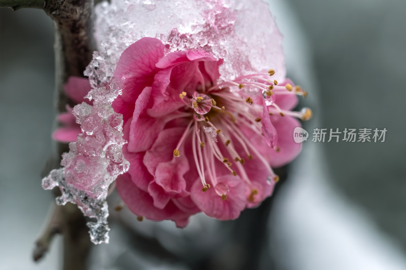 春天公园里雪中盛开的梅花