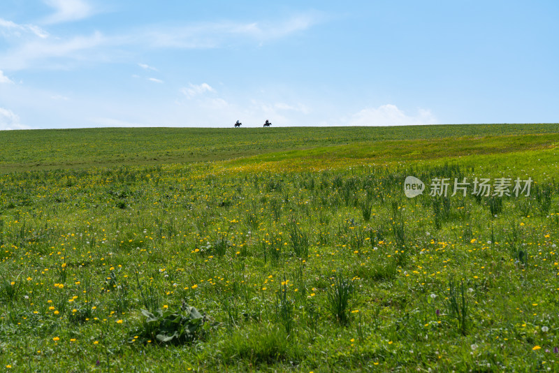 夏天的新疆伊犁喀拉峻草原
