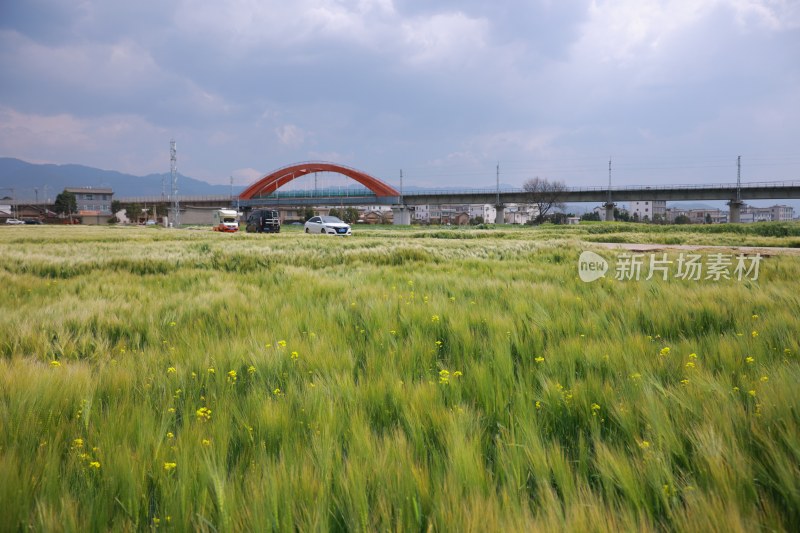 田野麦田风景