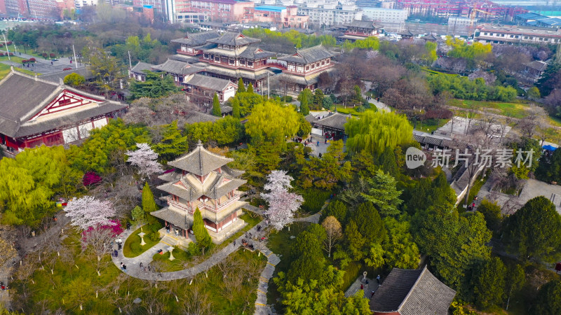 西安青龙寺樱花