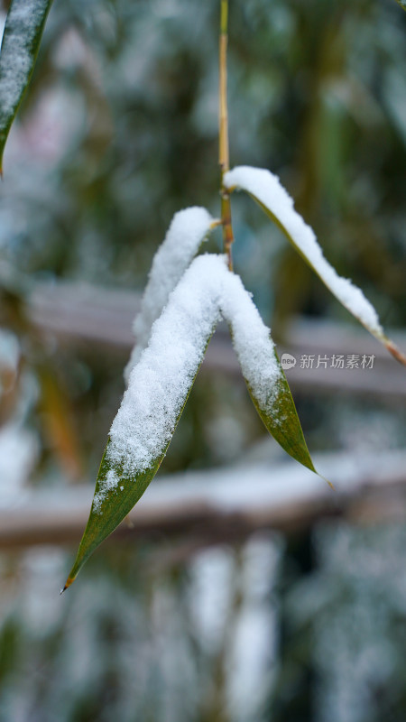 植物上的积雪素材