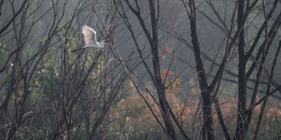 中白鹭（Egretta intermedia）