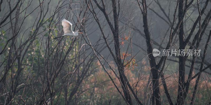 中白鹭（Egretta intermedia）