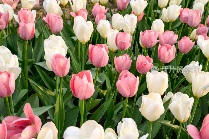 郁金香花