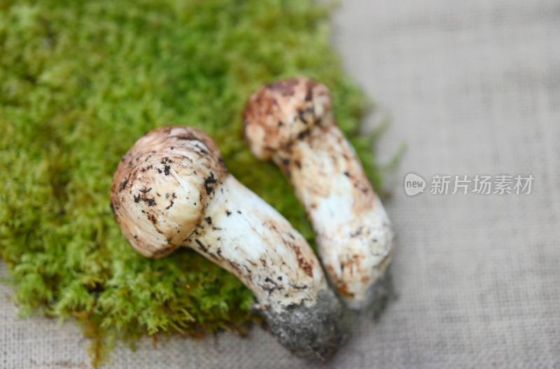 甘孜州野生松茸