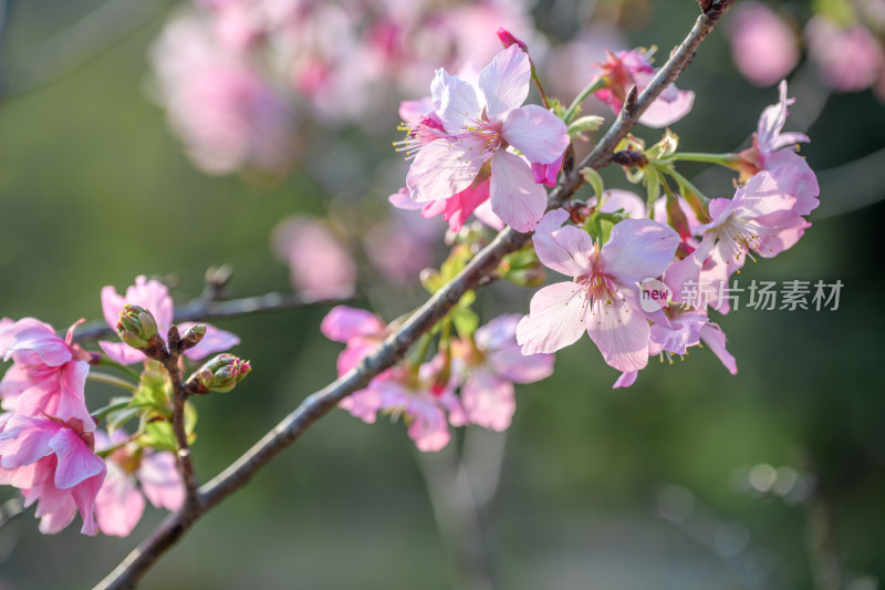 樱花特写拍摄