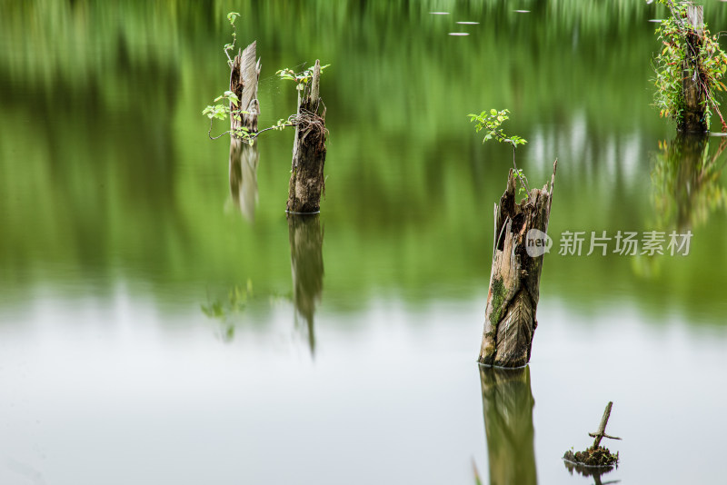 杭州湘湖水生植物嫁接长曝光倒影