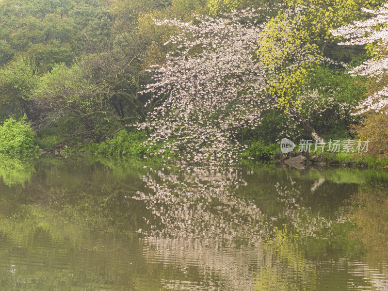 杭州西湖花港观鱼风景