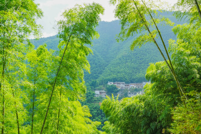 竹林竹海